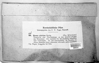 Image of Phomopsis abietina